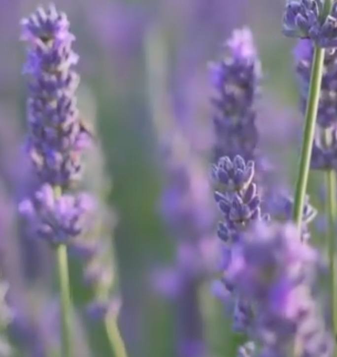 Máte rádi levanduli ?